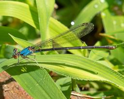 Blue form female Blue-fronted Dancer