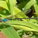 Blue form female Blue-fronted Dancer