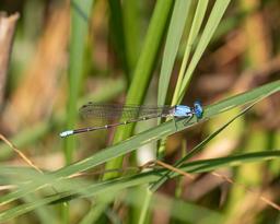 Male Blue-fronted Dancer
