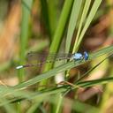 Image of Argia apicalis