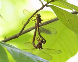 Mating Wheel