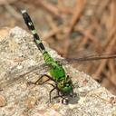 Image of Erythemis simplicicollis imported from iNaturalist.