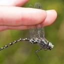 A male Harlequin Darner in hand