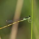 Image of Ischnura hastata imported from iNaturalist.