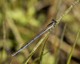 Female Citrine Forktail