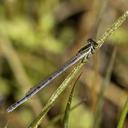 Female Citrine Forktail