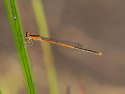 Immature Female Citrine Forktail