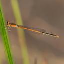 Immature Female Citrine Forktail