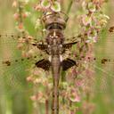 Image of Neurocordulia obsoleta imported from iNaturalist.