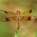 Image of Perithemis tenera imported from iNaturalist.