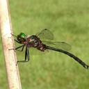 Image of Somatochlora tenebrosa imported from iNaturalist.