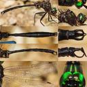 Somatochlora tenebrosa male