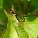 Image of Sympetrum rubicundulum imported from iNaturalist.