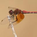 Image of Sympetrum semicinctum imported from iNaturalist.