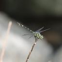 Image of Ictinogomphus celebensis imported from iNaturalist.