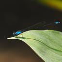 Image of Nososticta africana imported from iNaturalist.