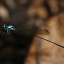 Image of Allocnemis superba imported from iNaturalist.