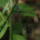 Image of Lestes silvaticus imported from iNaturalist.