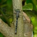 Image of Caliaeschna microstigma imported from iNaturalist.