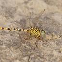 Image of Onychogomphus flexuosus imported from iNaturalist.