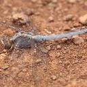 Image of Orthetrum taeniolatum imported from iNaturalist.