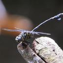 Image of Ictinogomphus regisalberti imported from iNaturalist.