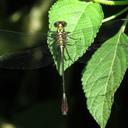 Image of Notogomphus leroyi imported from iNaturalist.