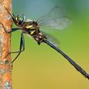 Image of Somatochlora elongata imported from iNaturalist.