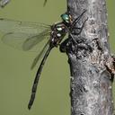 Image of Somatochlora forcipata imported from iNaturalist.