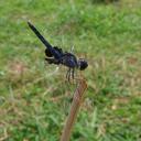 Image of Urothemis edwardsii imported from iNaturalist.