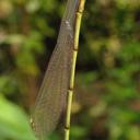 Image of Diceratobasis macrogaster imported from iNaturalist.