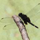 Image of Erythemis attala imported from iNaturalist.