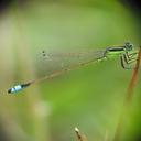 Image of Ischnura ramburii imported from iNaturalist.