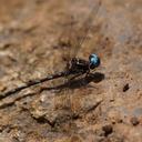 Image of Macrothemis celeno imported from iNaturalist.