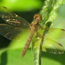 Image of Perithemis icteroptera imported from iNaturalist.