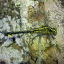 Image of Anisogomphus maacki imported from iNaturalist.