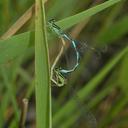 Image of Coenagrion ecornutum imported from iNaturalist.