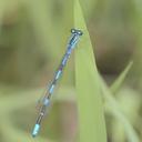 Image of Coenagrion lanceolatum imported from iNaturalist.