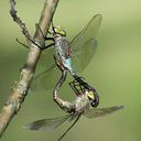 Image of Anax parthenope imported from iNaturalist.