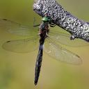 Image of Somatochlora alpestris imported from iNaturalist.