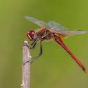 Image of Sympetrum fonscolombii imported from iNaturalist.