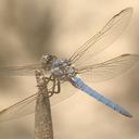 Image of Orthetrum nitidinerve imported from iNaturalist.