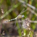 Image of Orthetrum trinacria imported from iNaturalist.