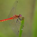 Image of Sympetrum depressiusculum imported from iNaturalist.