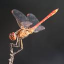 Image of Sympetrum meridionale imported from iNaturalist.