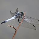 Image of Orthetrum albistylum imported from iNaturalist.