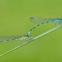 Image of Coenagrion ornatum imported from iNaturalist.