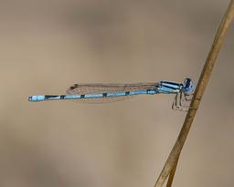 Male Atlantic Bluet