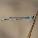 Male Atlantic Bluet