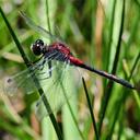 Image of Leucorrhinia hudsonica imported from iNaturalist.